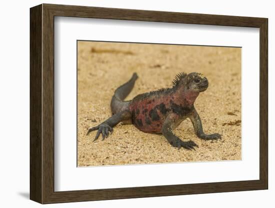 Ecuador, Galapagos National Park. Marine Iguana on Sand-Cathy & Gordon Illg-Framed Photographic Print
