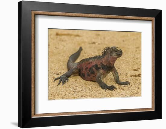 Ecuador, Galapagos National Park. Marine Iguana on Sand-Cathy & Gordon Illg-Framed Photographic Print