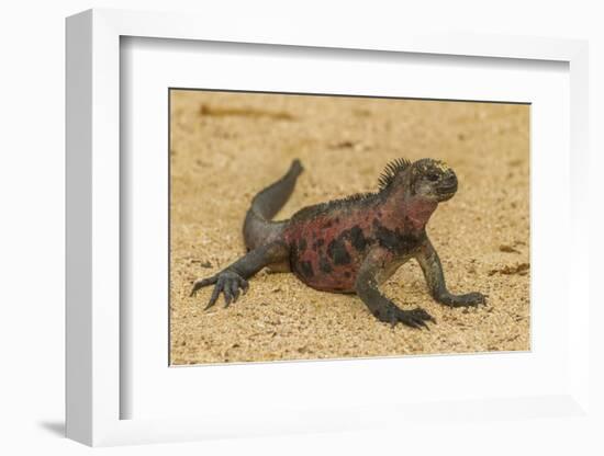 Ecuador, Galapagos National Park. Marine Iguana on Sand-Cathy & Gordon Illg-Framed Photographic Print