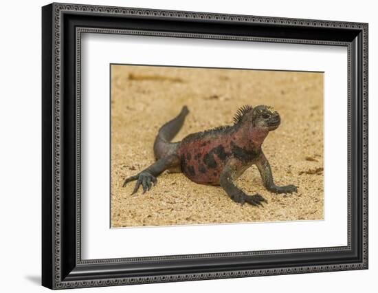 Ecuador, Galapagos National Park. Marine Iguana on Sand-Cathy & Gordon Illg-Framed Photographic Print