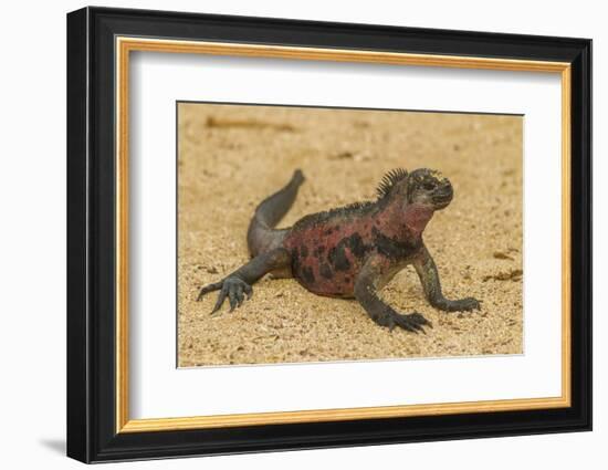 Ecuador, Galapagos National Park. Marine Iguana on Sand-Cathy & Gordon Illg-Framed Photographic Print