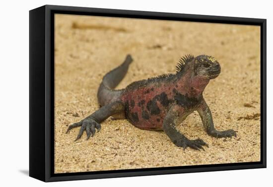Ecuador, Galapagos National Park. Marine Iguana on Sand-Cathy & Gordon Illg-Framed Premier Image Canvas