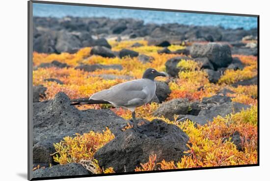 Ecuador, Galapagos National Park, Mosquera Island. Lava gull amid portulaca plants.-Jaynes Gallery-Mounted Photographic Print