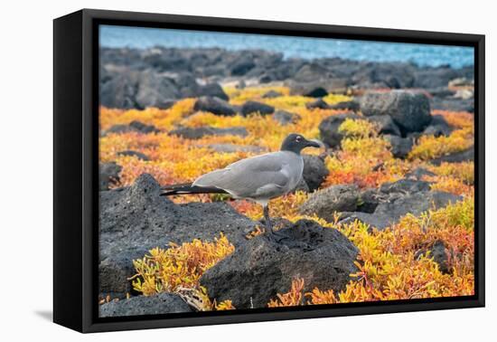 Ecuador, Galapagos National Park, Mosquera Island. Lava gull amid portulaca plants.-Jaynes Gallery-Framed Premier Image Canvas