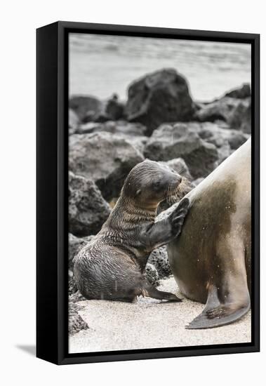 Ecuador, Galapagos National Park. Sea lion and pup.-Jaynes Gallery-Framed Premier Image Canvas