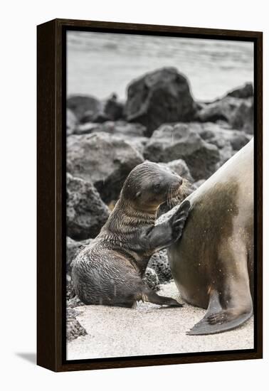 Ecuador, Galapagos National Park. Sea lion and pup.-Jaynes Gallery-Framed Premier Image Canvas