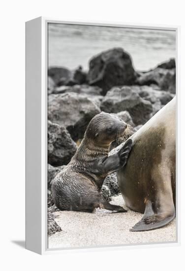 Ecuador, Galapagos National Park. Sea lion and pup.-Jaynes Gallery-Framed Premier Image Canvas