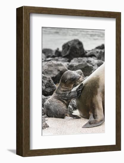 Ecuador, Galapagos National Park. Sea lion and pup.-Jaynes Gallery-Framed Photographic Print