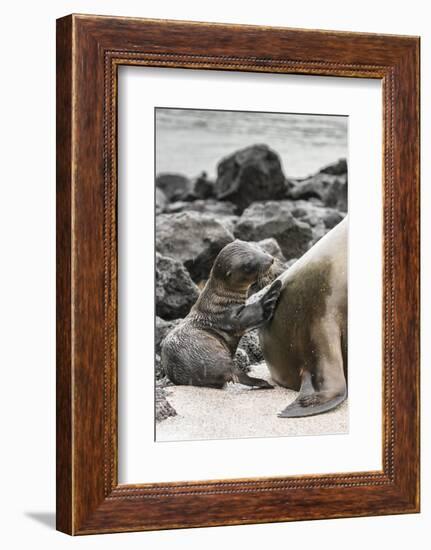 Ecuador, Galapagos National Park. Sea lion and pup.-Jaynes Gallery-Framed Photographic Print