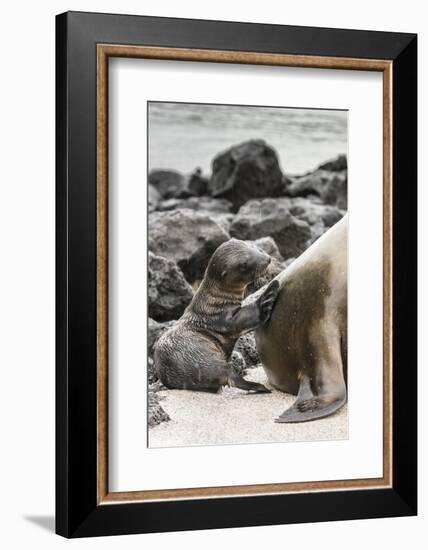 Ecuador, Galapagos National Park. Sea lion and pup.-Jaynes Gallery-Framed Photographic Print