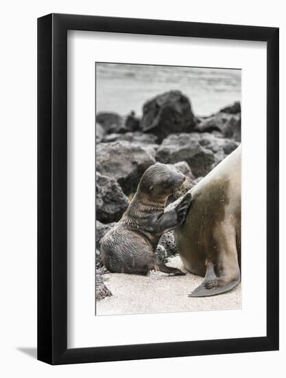 Ecuador, Galapagos National Park. Sea lion and pup.-Jaynes Gallery-Framed Photographic Print