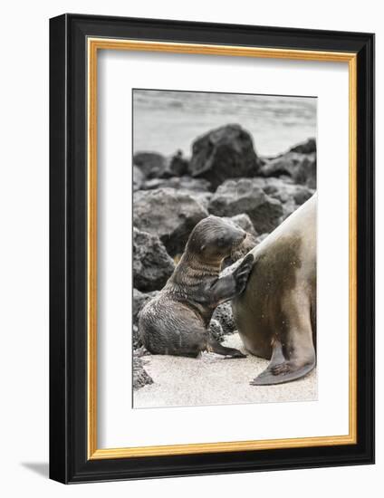 Ecuador, Galapagos National Park. Sea lion and pup.-Jaynes Gallery-Framed Photographic Print