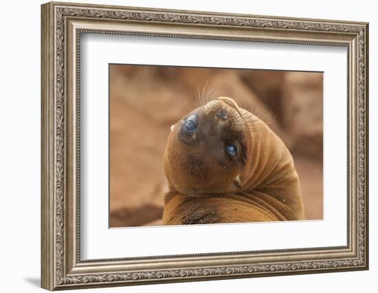 Ecuador, Galapagos National Park. Sea Lion Close-up-Cathy & Gordon Illg-Framed Photographic Print