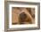 Ecuador, Galapagos National Park. Sea Lion Close-up-Cathy & Gordon Illg-Framed Photographic Print