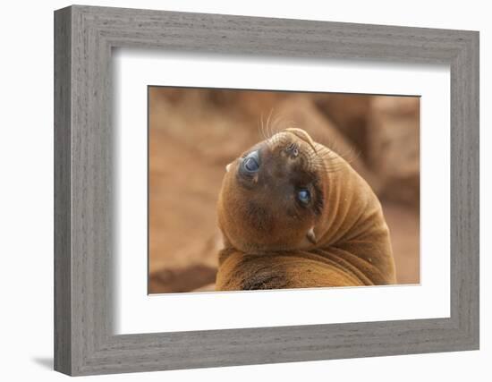 Ecuador, Galapagos National Park. Sea Lion Close-up-Cathy & Gordon Illg-Framed Photographic Print