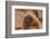 Ecuador, Galapagos National Park. Sea Lion Close-up-Cathy & Gordon Illg-Framed Photographic Print