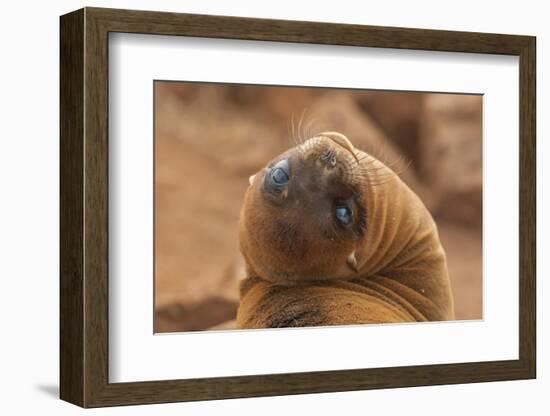 Ecuador, Galapagos National Park. Sea Lion Close-up-Cathy & Gordon Illg-Framed Photographic Print