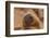 Ecuador, Galapagos National Park. Sea Lion Close-up-Cathy & Gordon Illg-Framed Photographic Print