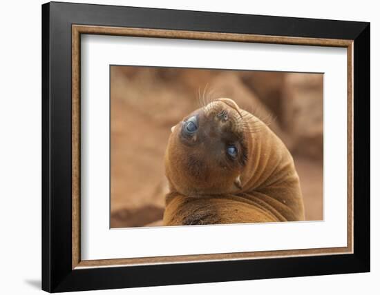 Ecuador, Galapagos National Park. Sea Lion Close-up-Cathy & Gordon Illg-Framed Photographic Print