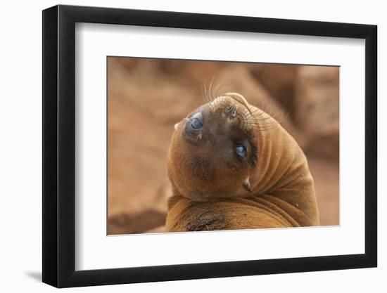 Ecuador, Galapagos National Park. Sea Lion Close-up-Cathy & Gordon Illg-Framed Photographic Print