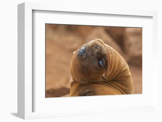 Ecuador, Galapagos National Park. Sea Lion Close-up-Cathy & Gordon Illg-Framed Photographic Print