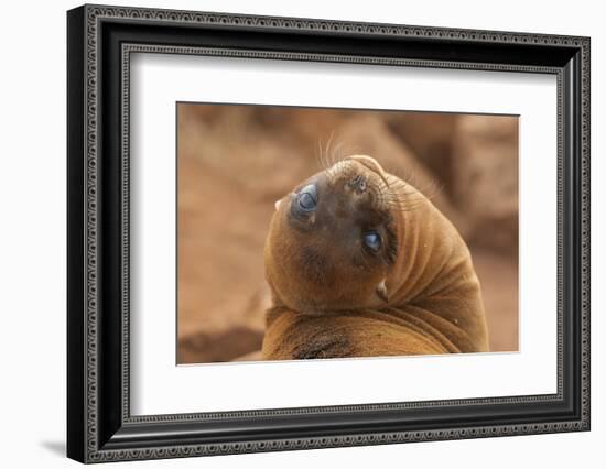 Ecuador, Galapagos National Park. Sea Lion Close-up-Cathy & Gordon Illg-Framed Photographic Print