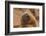 Ecuador, Galapagos National Park. Sea Lion Close-up-Cathy & Gordon Illg-Framed Photographic Print