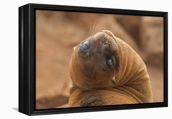 Ecuador, Galapagos National Park. Sea Lion Close-up-Cathy & Gordon Illg-Framed Premier Image Canvas