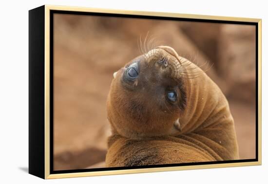 Ecuador, Galapagos National Park. Sea Lion Close-up-Cathy & Gordon Illg-Framed Premier Image Canvas