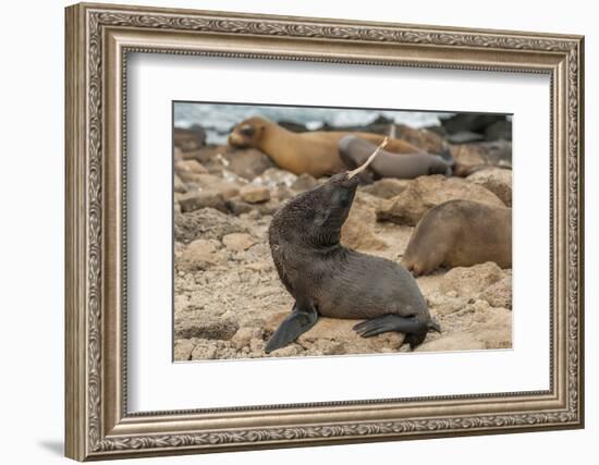 Ecuador, Galapagos National Park. Sea Lion Playing with Stick-Cathy & Gordon Illg-Framed Photographic Print