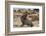 Ecuador, Galapagos National Park. Sea Lion Playing with Stick-Cathy & Gordon Illg-Framed Photographic Print