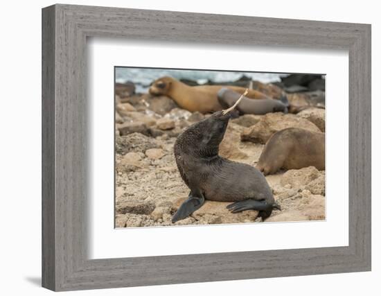 Ecuador, Galapagos National Park. Sea Lion Playing with Stick-Cathy & Gordon Illg-Framed Photographic Print