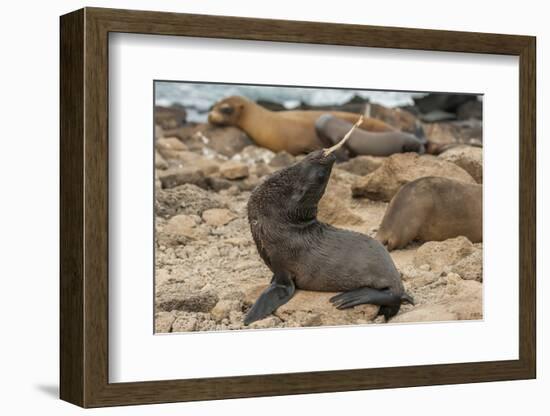 Ecuador, Galapagos National Park. Sea Lion Playing with Stick-Cathy & Gordon Illg-Framed Photographic Print