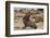 Ecuador, Galapagos National Park. Sea Lion Playing with Stick-Cathy & Gordon Illg-Framed Photographic Print