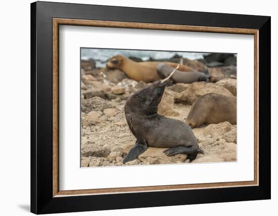 Ecuador, Galapagos National Park. Sea Lion Playing with Stick-Cathy & Gordon Illg-Framed Photographic Print