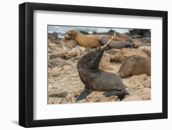 Ecuador, Galapagos National Park. Sea Lion Playing with Stick-Cathy & Gordon Illg-Framed Photographic Print