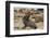 Ecuador, Galapagos National Park. Sea Lion Playing with Stick-Cathy & Gordon Illg-Framed Photographic Print