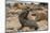 Ecuador, Galapagos National Park. Sea Lion Playing with Stick-Cathy & Gordon Illg-Mounted Photographic Print