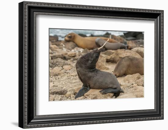 Ecuador, Galapagos National Park. Sea Lion Playing with Stick-Cathy & Gordon Illg-Framed Photographic Print