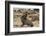 Ecuador, Galapagos National Park. Sea Lion Playing with Stick-Cathy & Gordon Illg-Framed Photographic Print