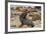 Ecuador, Galapagos National Park. Sea Lion Playing with Stick-Cathy & Gordon Illg-Framed Photographic Print