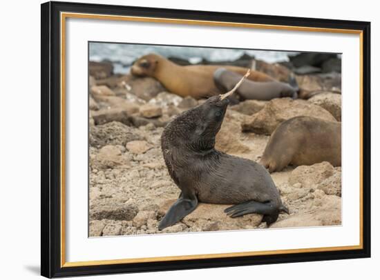 Ecuador, Galapagos National Park. Sea Lion Playing with Stick-Cathy & Gordon Illg-Framed Photographic Print