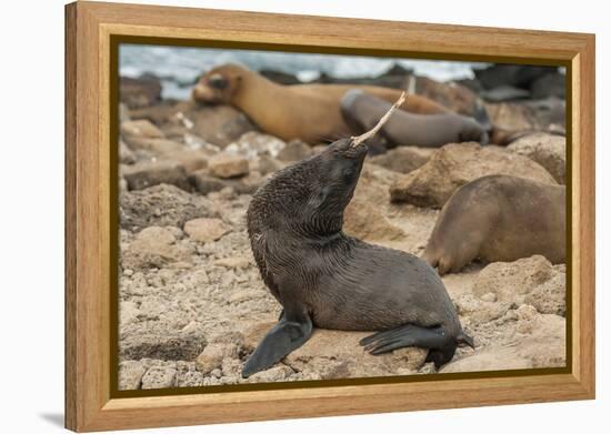 Ecuador, Galapagos National Park. Sea Lion Playing with Stick-Cathy & Gordon Illg-Framed Premier Image Canvas