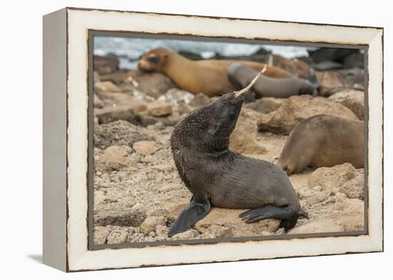 Ecuador, Galapagos National Park. Sea Lion Playing with Stick-Cathy & Gordon Illg-Framed Premier Image Canvas