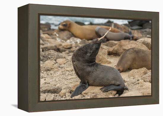 Ecuador, Galapagos National Park. Sea Lion Playing with Stick-Cathy & Gordon Illg-Framed Premier Image Canvas