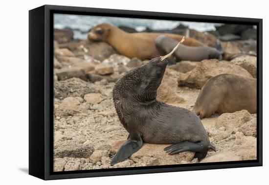 Ecuador, Galapagos National Park. Sea Lion Playing with Stick-Cathy & Gordon Illg-Framed Premier Image Canvas