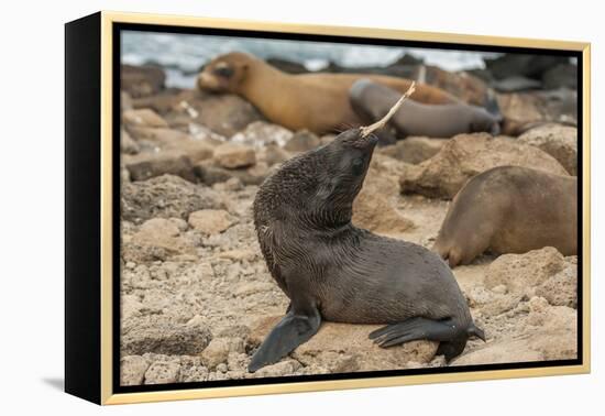 Ecuador, Galapagos National Park. Sea Lion Playing with Stick-Cathy & Gordon Illg-Framed Premier Image Canvas