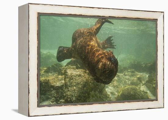 Ecuador, Galapagos National Park. Sea Lion Pup Underwater-Cathy & Gordon Illg-Framed Premier Image Canvas