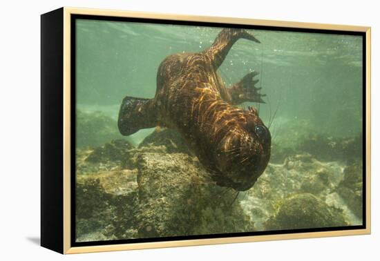 Ecuador, Galapagos National Park. Sea Lion Pup Underwater-Cathy & Gordon Illg-Framed Premier Image Canvas