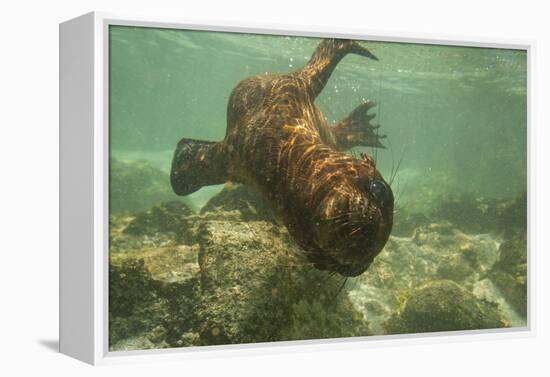 Ecuador, Galapagos National Park. Sea Lion Pup Underwater-Cathy & Gordon Illg-Framed Premier Image Canvas